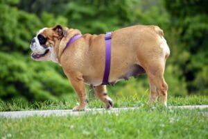 dog walking1