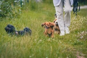 dog walking3