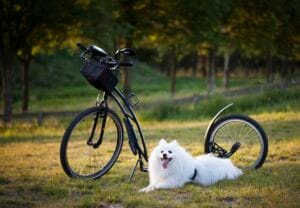 dog walking4