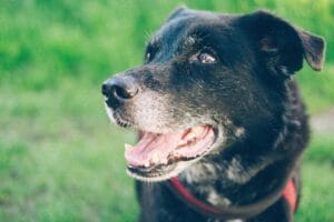 old dog3