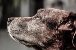 old dog4