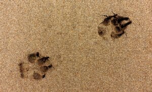paw prints