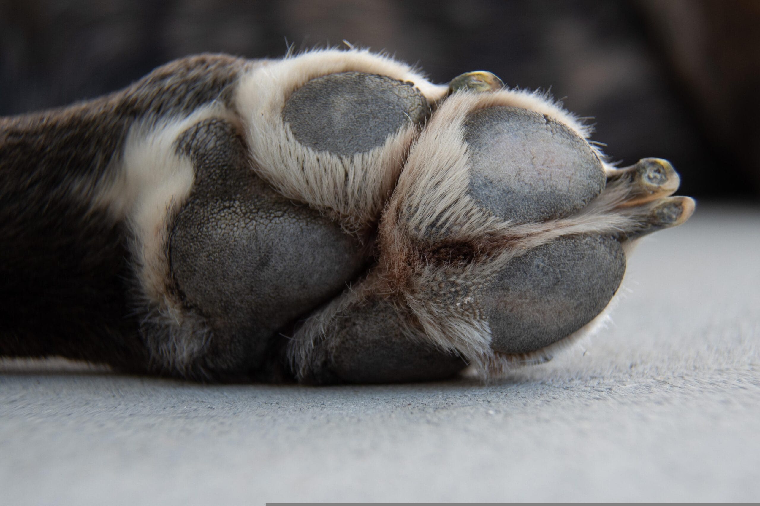 paw