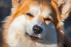precious dog1