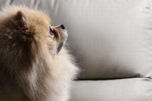 precious dog2