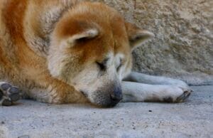 reclining old dog2