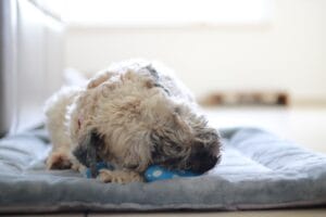 reclining old dog3