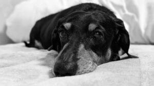 watching over the dog4