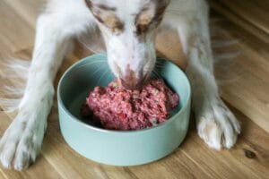 An elderly dog ​​eating2