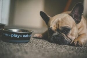 An elderly dog ​​eating3