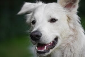 A dog at ease