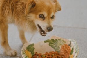 A dog eating a meal1