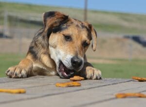 A dog eating a meal2