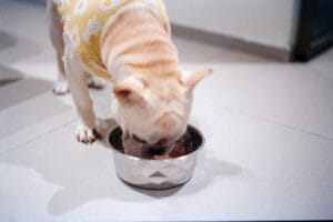 A dog eating a meal3