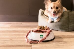 A dog eating a meal4