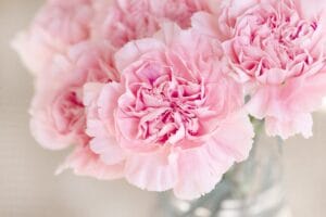 Carnation