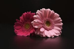 Gerbera