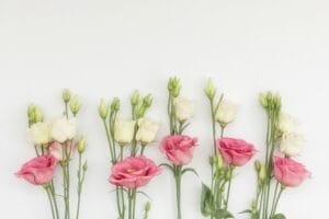 Lisianthus