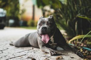 Panting dog1