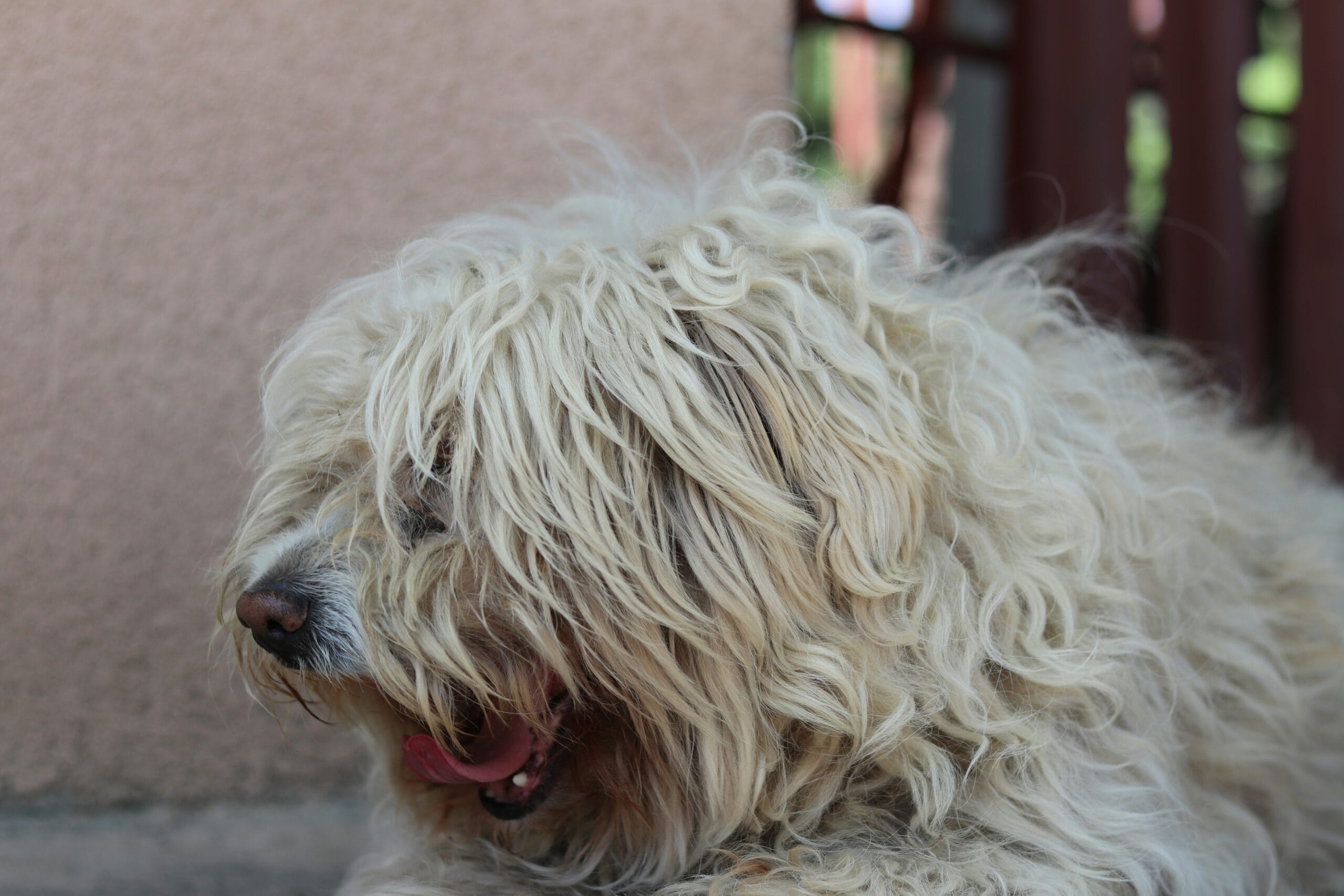 Panting dog2