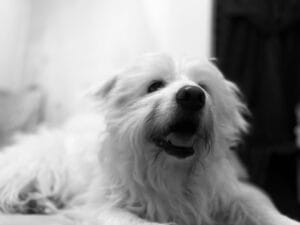Panting dog3