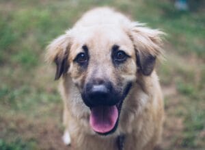 Panting dog4