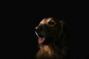 Panting dog5