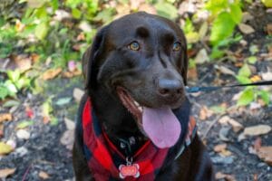 Panting dog6