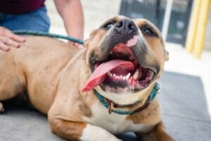 Panting dog7