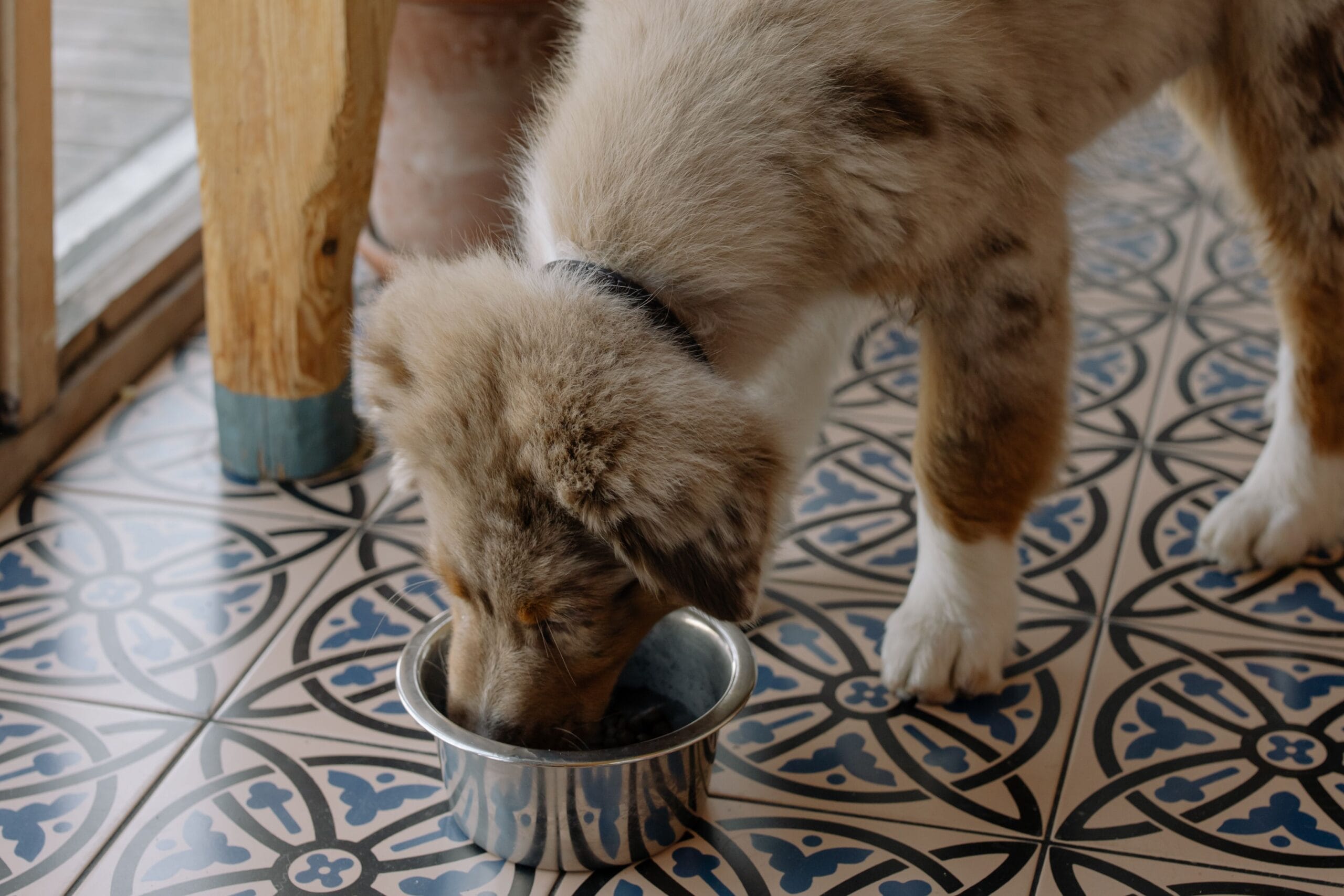 Senior dog eating2