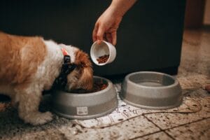 Senior dog eating3