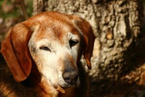 Senior dog1
