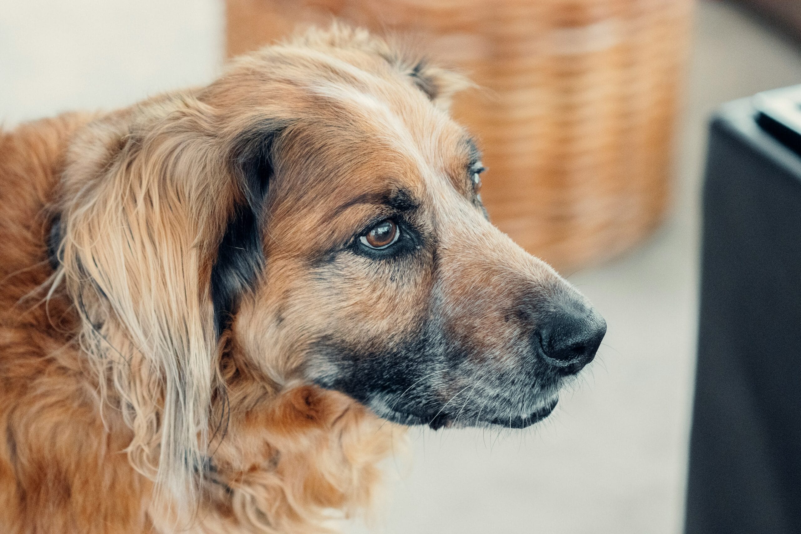 Senior dog2