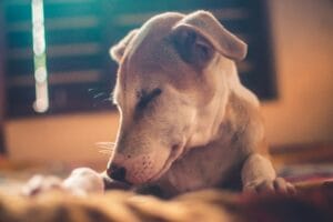 Senior dog3