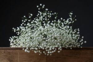 baby's breath