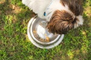 An elderly dog ​​eating4