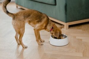 Senior dog eating1