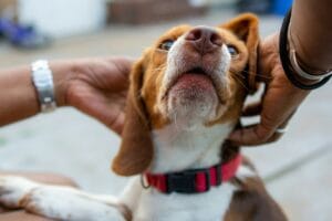 senior-dog-massage1
