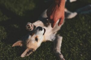 senior-dog-massage2