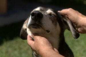 senior-dog-massage3