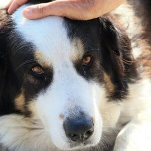 senior-dog-massage4