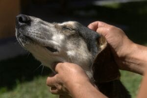 senior-dog-massage5