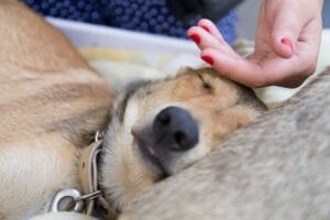 senior-dog-massage6