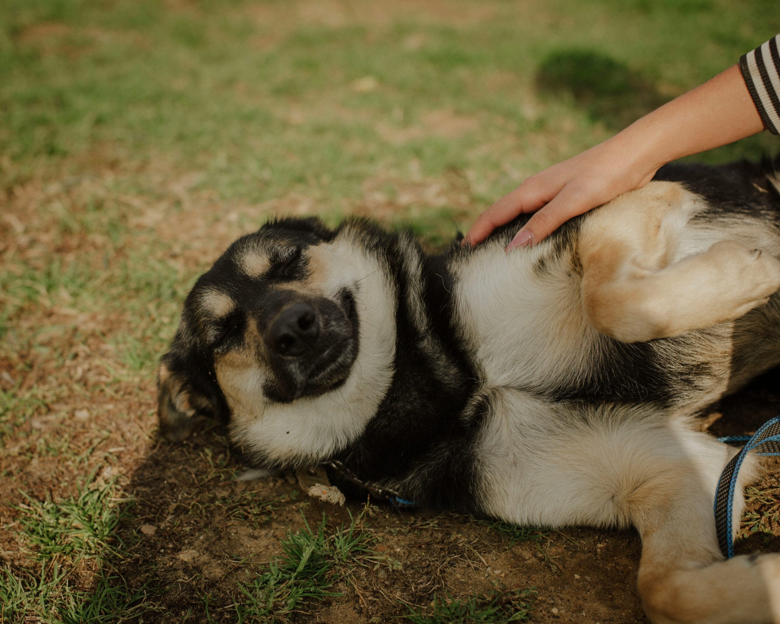 senior-dog-massage7