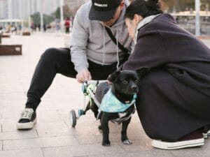 senior-dog-wheelchair1