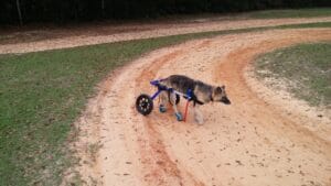 senior-dog-wheelchair2