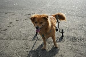 senior-dog-wheelchair3