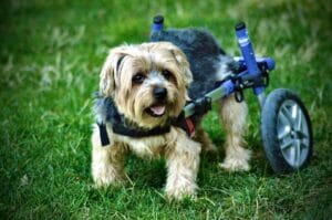 senior-dog-wheelchair4