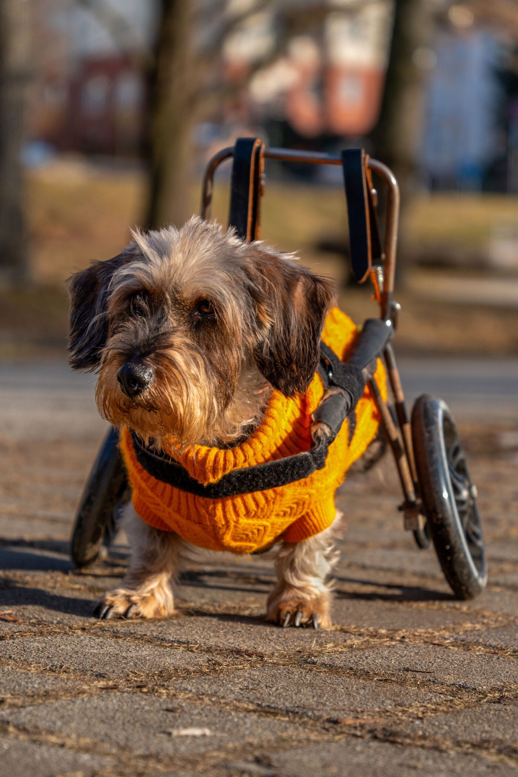 senior-dog-wheelchair6