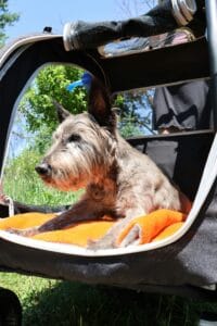 senior-dog2